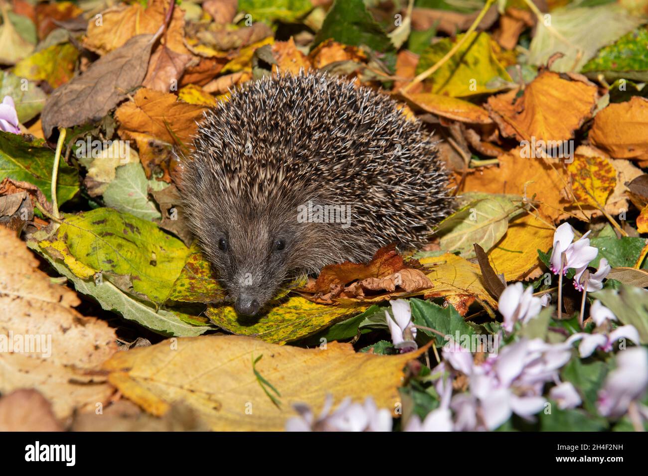 Ein gewöhnliches Igel (Erinaceus europaeus) durchwühlt die Herbstblätter in Yorkshire, Großbritannien Stockfoto