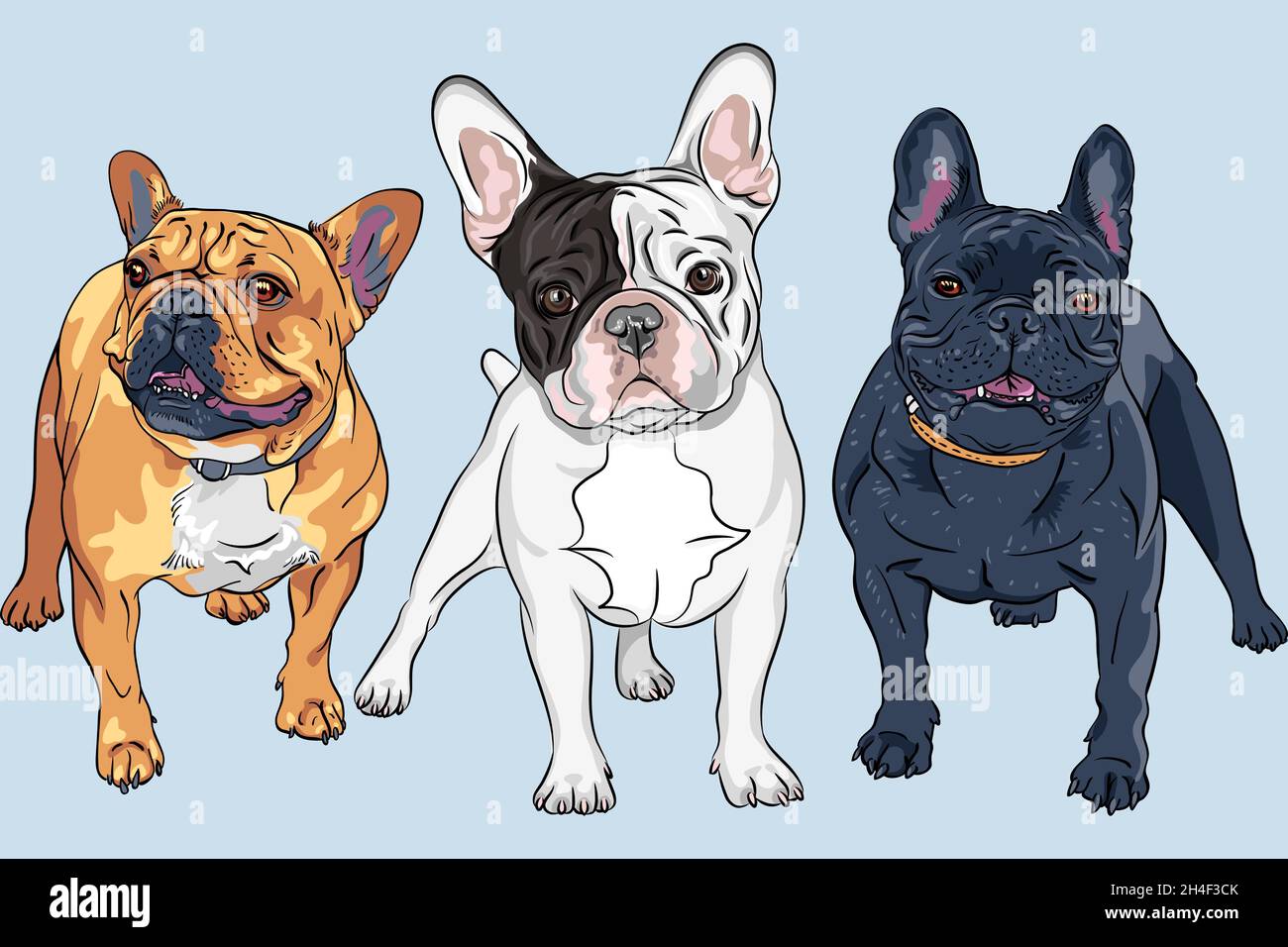 Vector Set 2 von weißen, fawn und schwarzen Hunden Französisch Bulldog Rasse, die häufigste Färbung Stock Vektor
