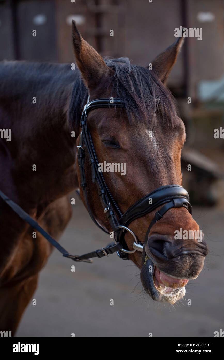 Reitunterricht, nützliche Fähigkeiten, Pferdetherapie Stockfoto
