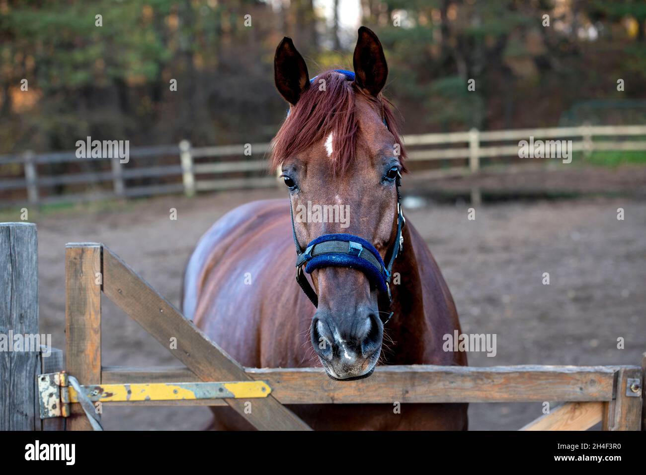 Reitunterricht, nützliche Fähigkeiten, Pferdetherapie Stockfoto