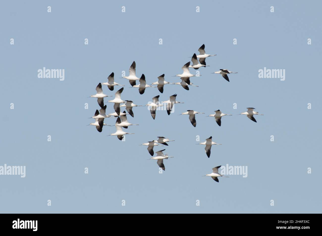 Amerikanische Avocets, Recurvirostra americana, Flock im Flug Stockfoto