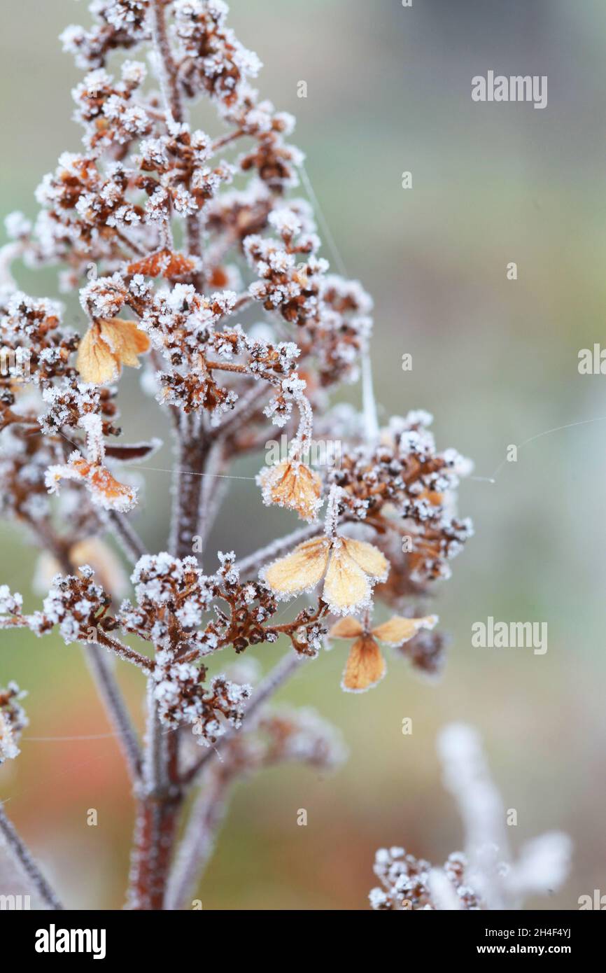 Der Herbst geht auf dem Ast in Frostnadeln am Morgen aus. Stockfoto