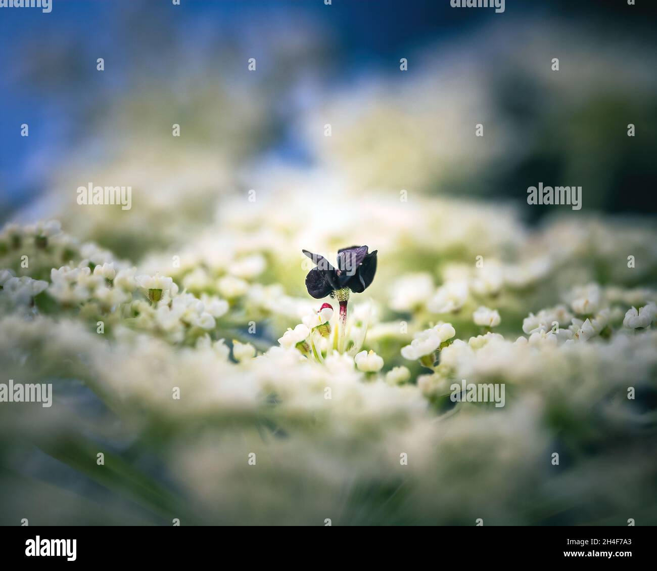 Schöne kleine Blume auf einem Feld Stockfoto