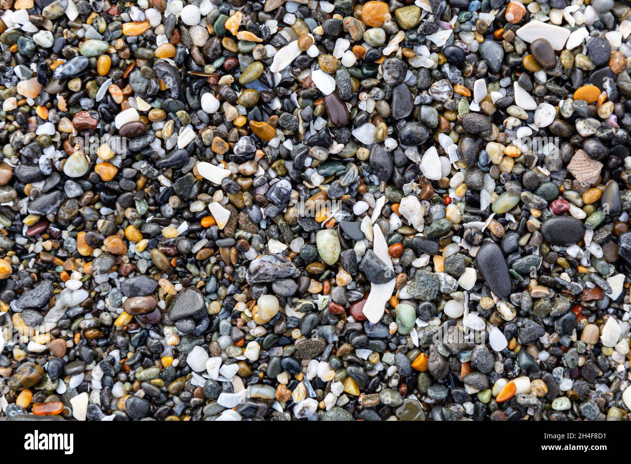Nahaufnahme von gemischten feuchten Kieselsteinen und Muscheln am Strand in Kalifornien Stockfoto