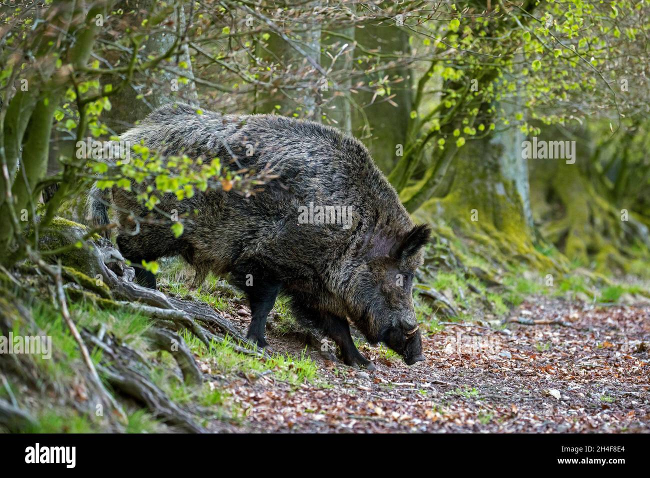 Einsames Wildschwein (Sus scrofa) Männchen, das aus einer dichten Bedeckung im Wald hervortritt Stockfoto