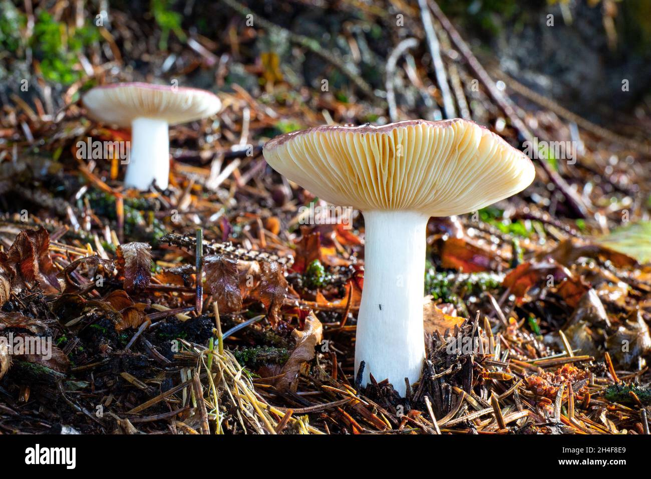 Zwei große Täubling-Pilze im Wald duff an der Küste von Oregon Stockfoto
