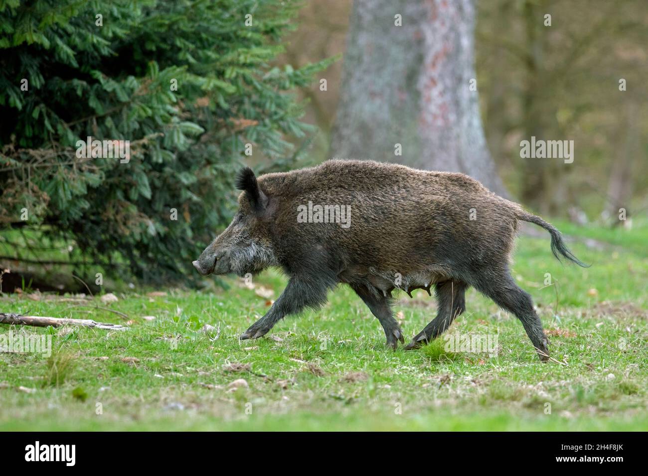 Einsamer Wildschwein (Sus scrofa) Sau / Weibchen, die im Frühjahr im Wald Futter finden Stockfoto