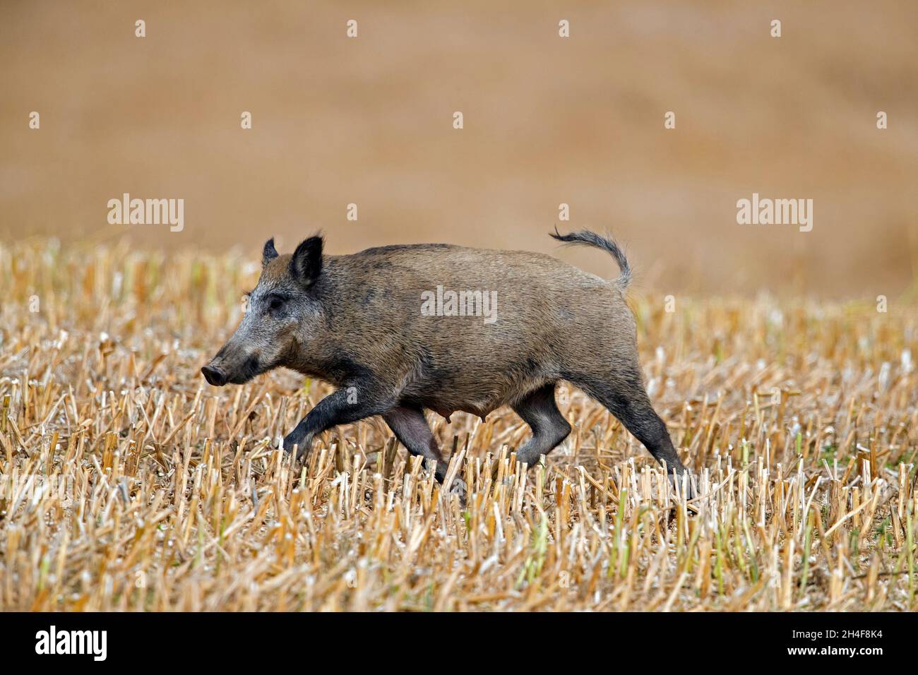 Einsames Wildschwein (Sus scrofa) Sau / Weibchen, die im Sommer ein Stoppelfeld überqueren Stockfoto