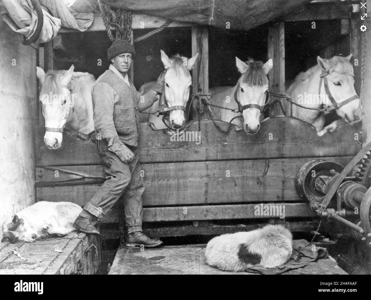 LAWRENCE OATES (1880-1912) Offizier der britischen Armee und Antarktisforscher mit Pferden an Bord der Terra Nova während Scotts unglücklicher Expedition im Jahr 1911.Foto: Herbert Ponting Stockfoto