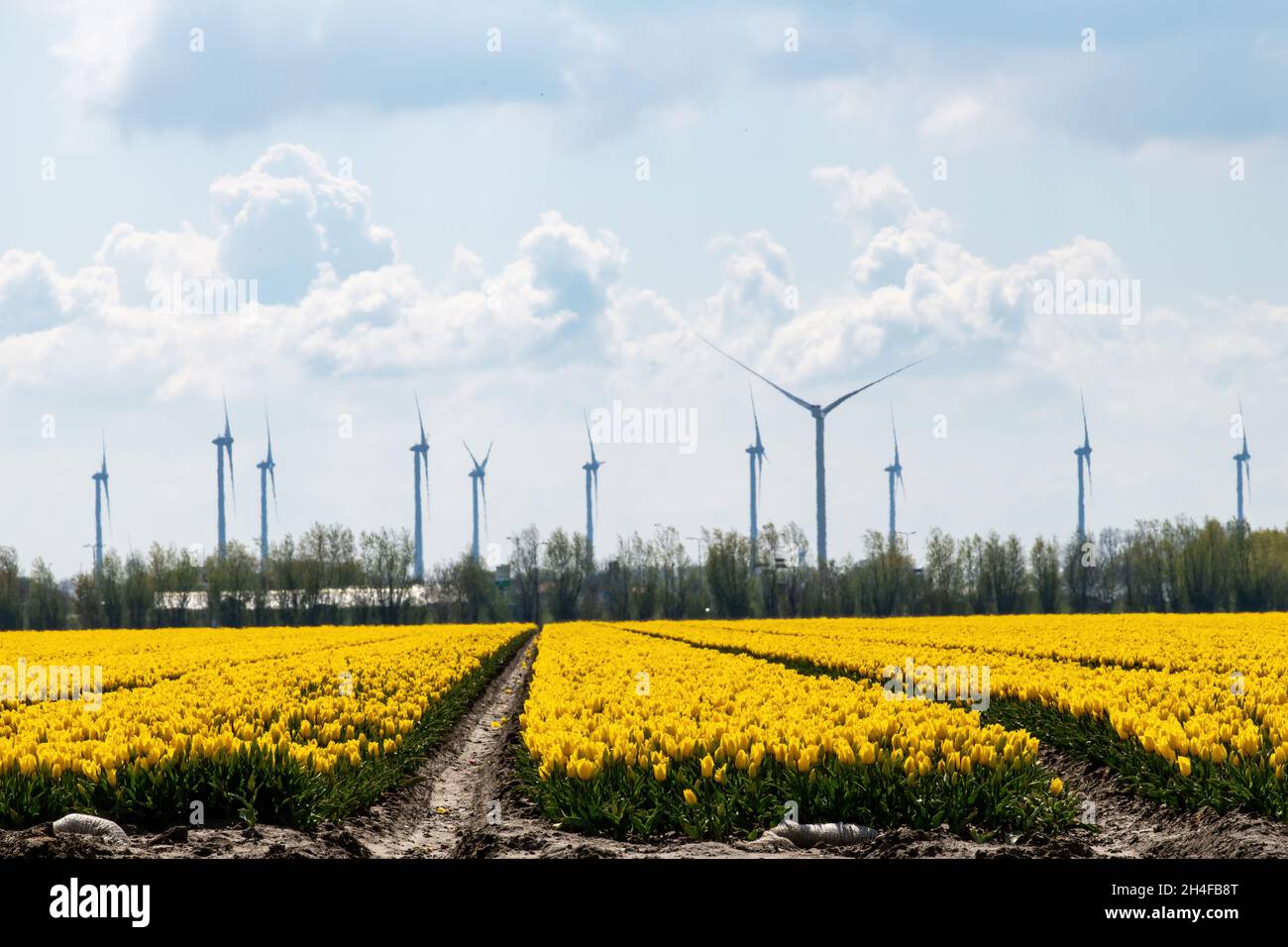 Niedriger Winkel über ein Feld mit langen Reihen gelber Tulpen in den Niederlanden mit einer großen Anzahl moderner Windturbinen oder Windmühlen im Hintergrund Stockfoto