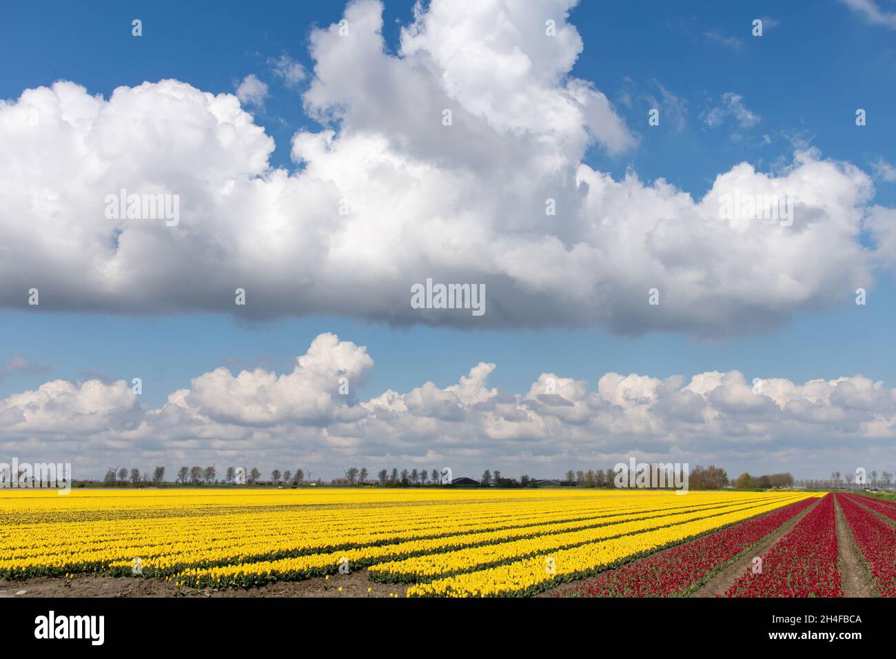 Panoramablick über ein Feld mit langen Reihen von leuchtend gelben und roten Tulpen im Frühling in Zeeland, Niederlande mit dramatischen großen weißen Wolken Stockfoto