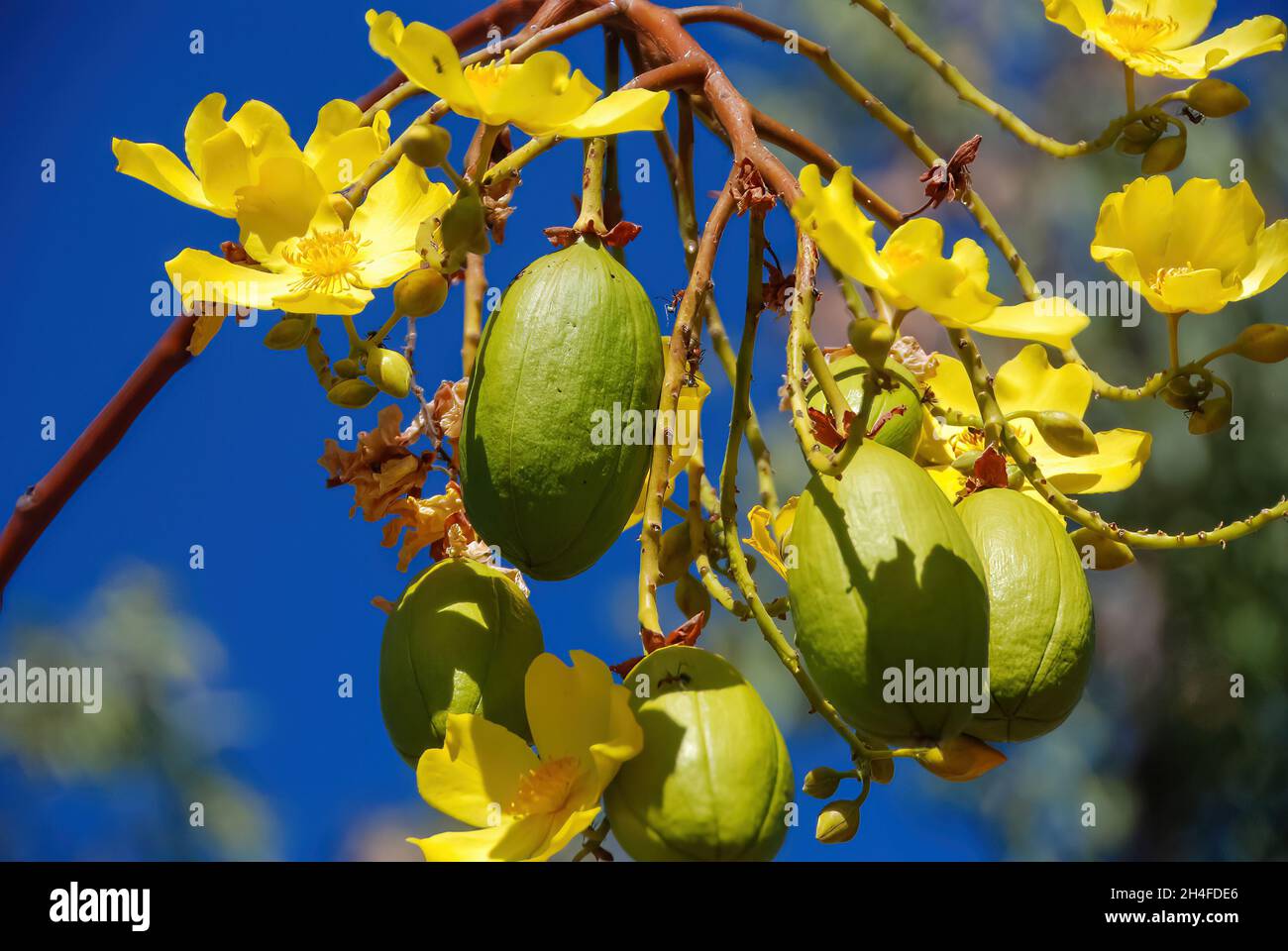 Nahaufnahme der gelben Blüten des Cochlospermum- oder Butterblume- oder Seidenbaumwollbaums in voller Blüte mit einigen noch ungeöffneten Knospen Stockfoto