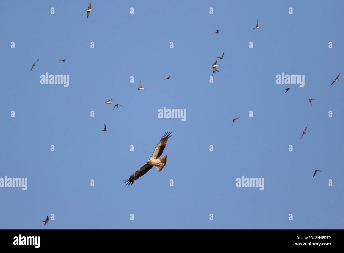 Zwergadler (Aquila pennata) mit einer Sandschar martin (Riparia riparia) Stockfoto