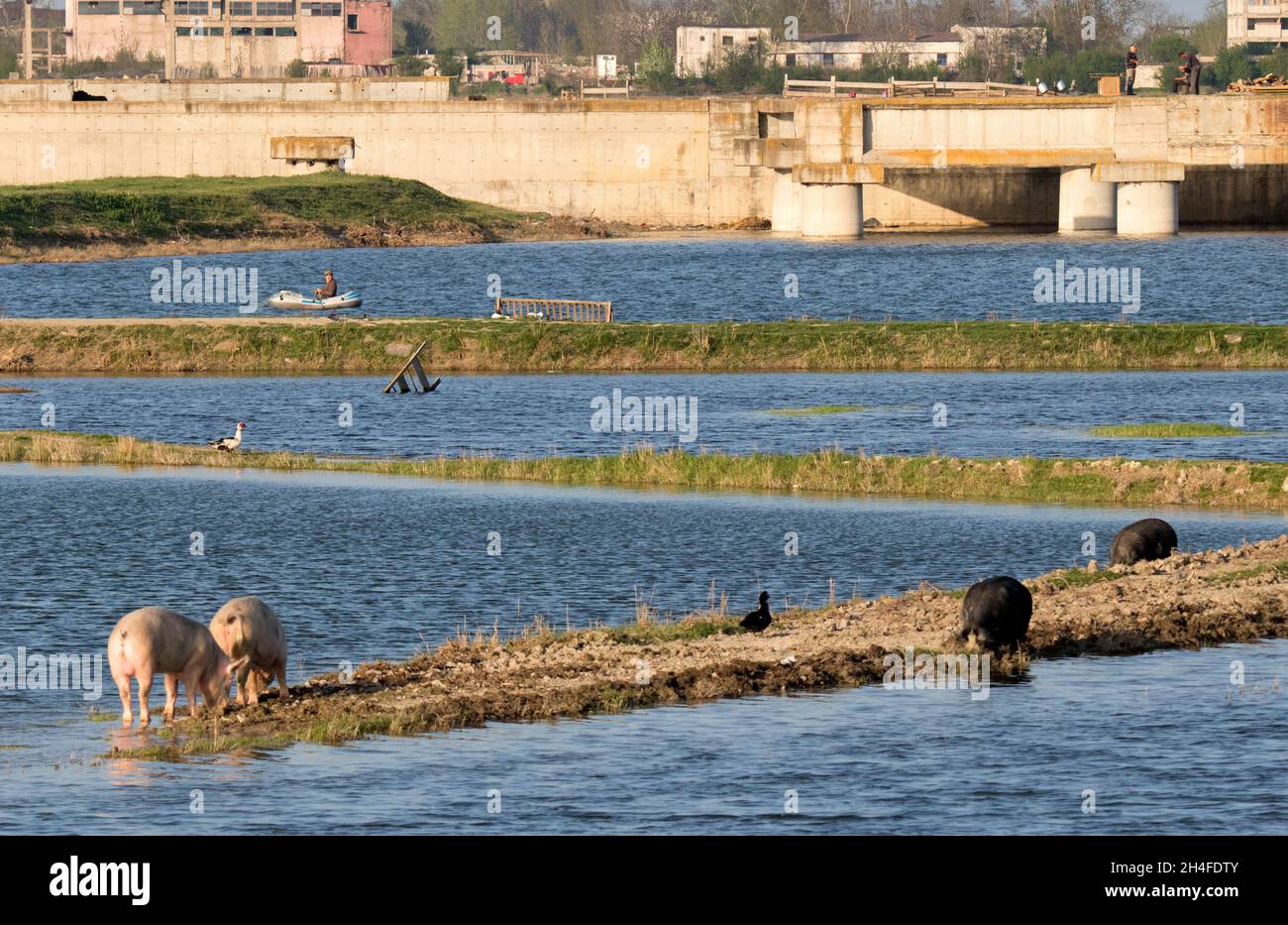 Überreste des Kommunismus, Wildtiere, Schweine, Bootfahren und Haarschneiden im Freien Stockfoto