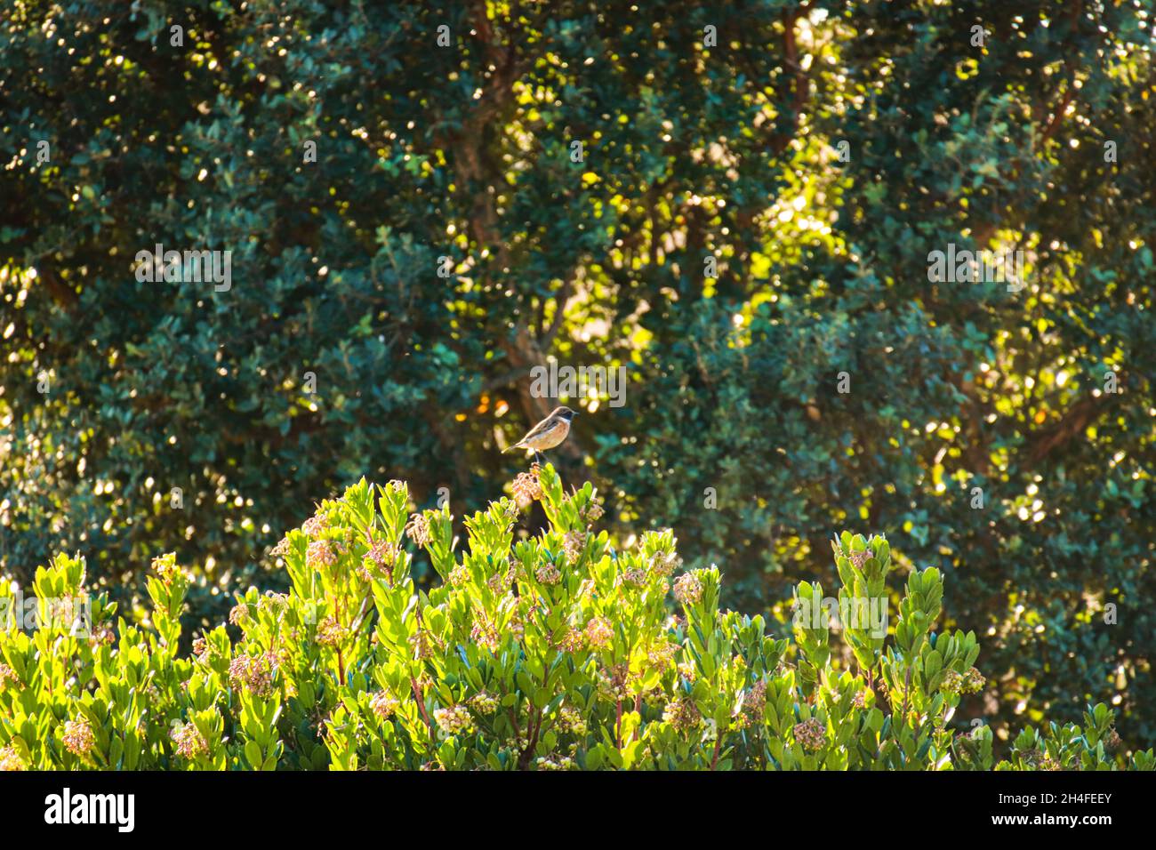 Europäischer Stonechat auf der Zweigstelle. Wildlife-Szene aus der Natur Stockfoto