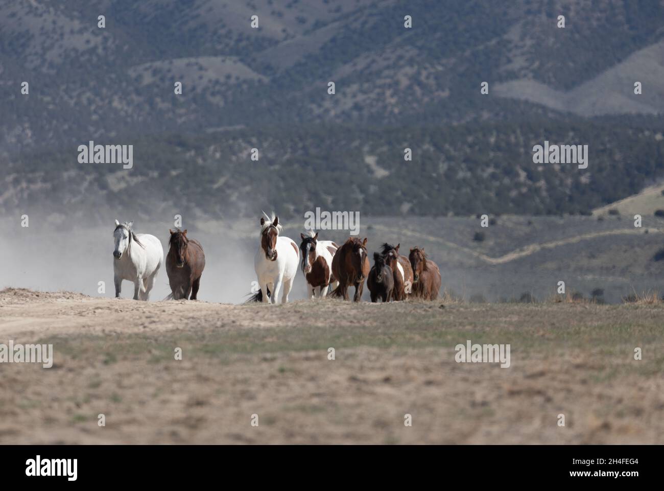 Herde wilder Pferde in der Wüste von Utah Stockfoto