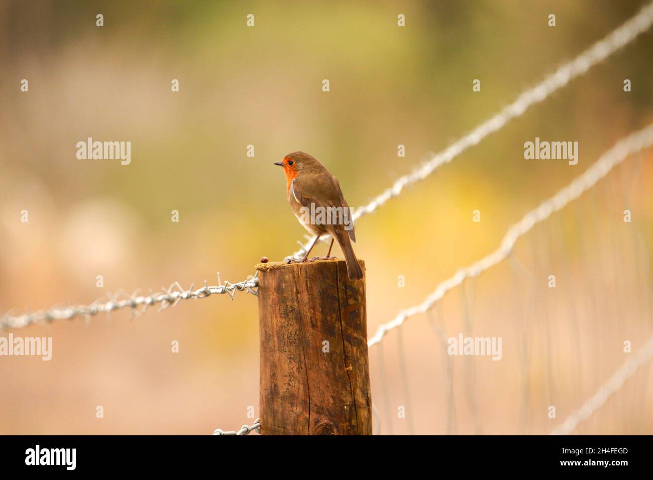Robin Redbreast auf einem Holzzaun. Europäischer Robin Stockfoto