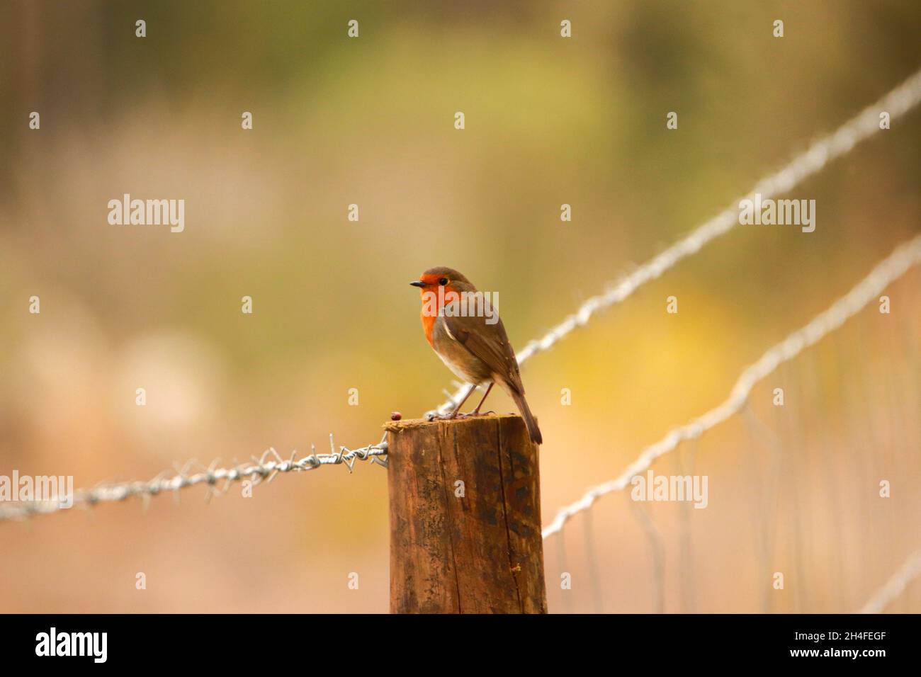 Robin Redbreast auf einem Holzzaun. Europäischer Robin Stockfoto