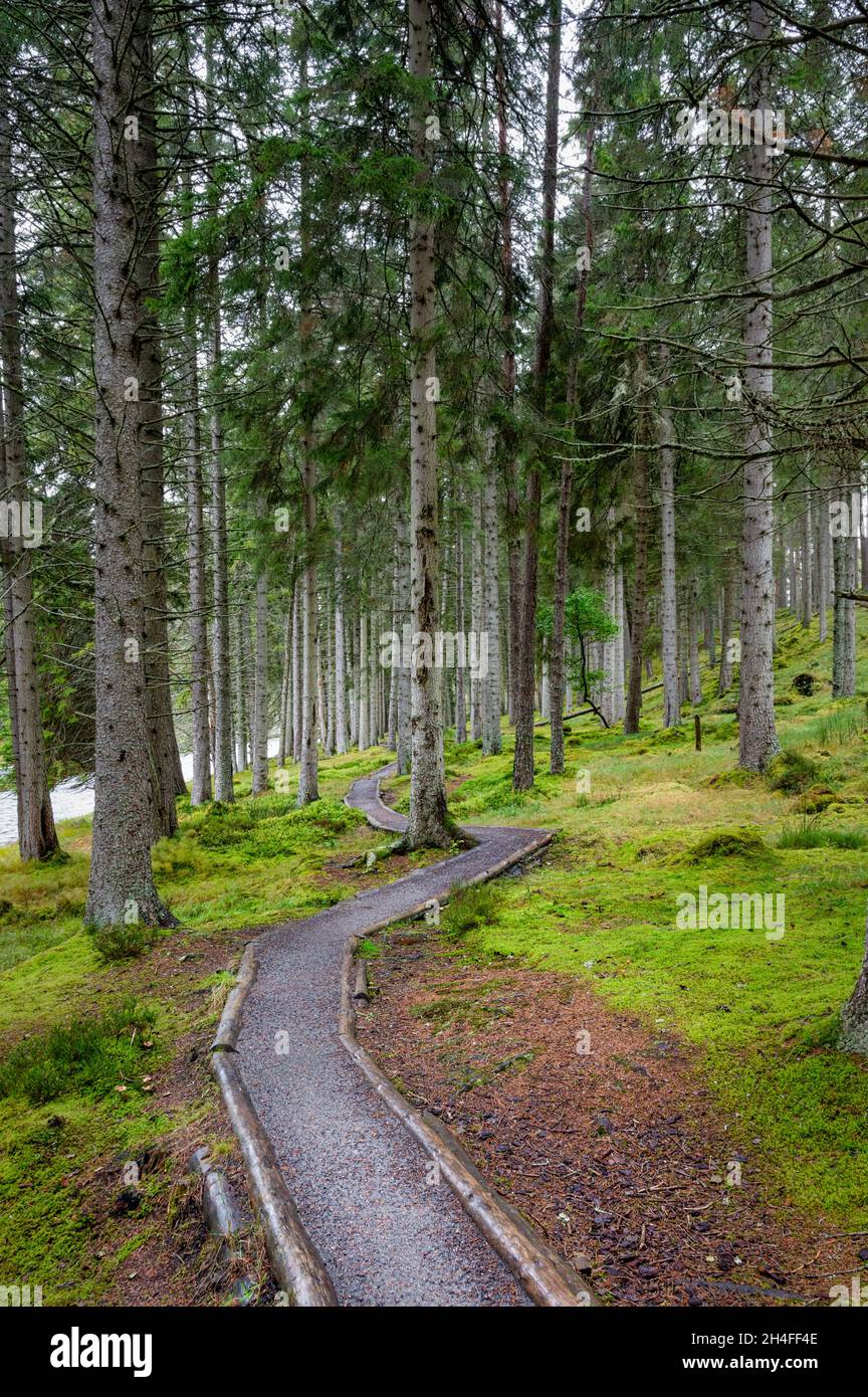 Ein Fußweg, der sich in den Pinienwald im schottischen Hochland einführt Stockfoto