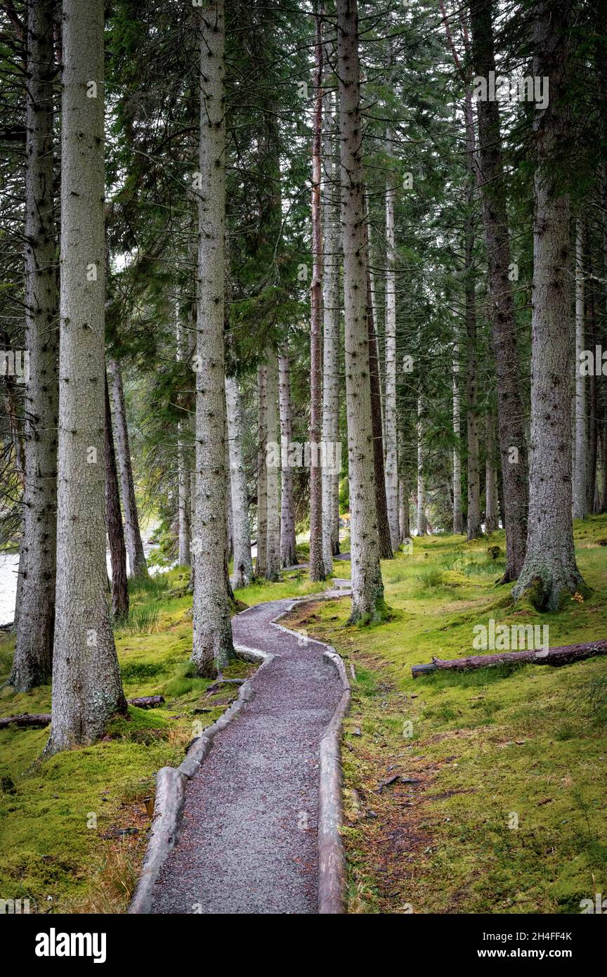 Ein Fußweg, der sich in den Pinienwald im schottischen Hochland einführt Stockfoto