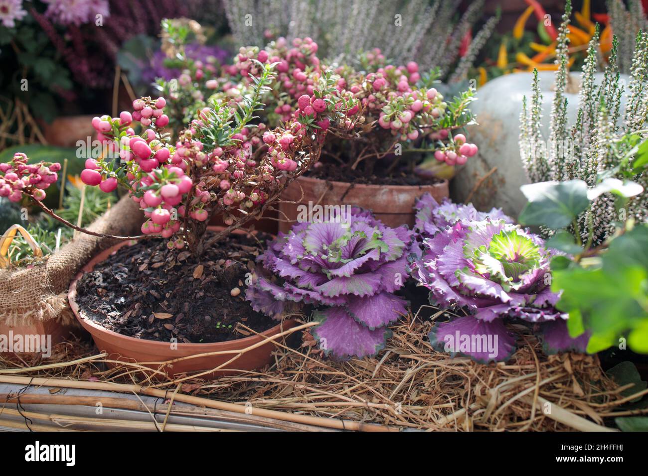 Dekorativer, violetter brassica-Blumenkohl in der Nähe von mehrfarbigen Kürbissen schmücken den Garten Stockfoto