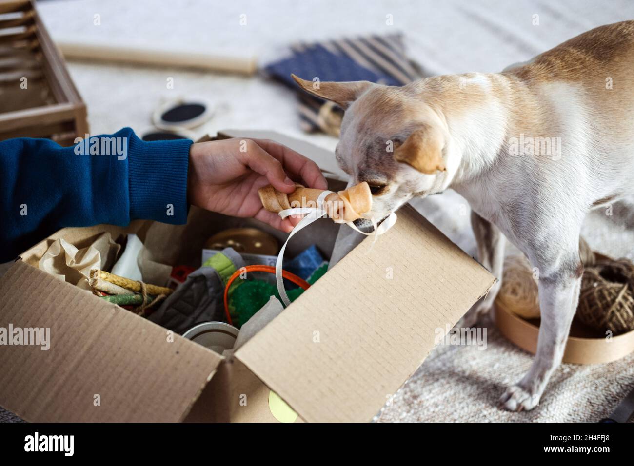 Kinder legen Knochen in die Pet Subscription Box für Hunde. Chihuahua Hund und Abonnement PET-Box mit Bio-Leckereien, Fun Toy, Bully Sticks, All-Natural Stockfoto