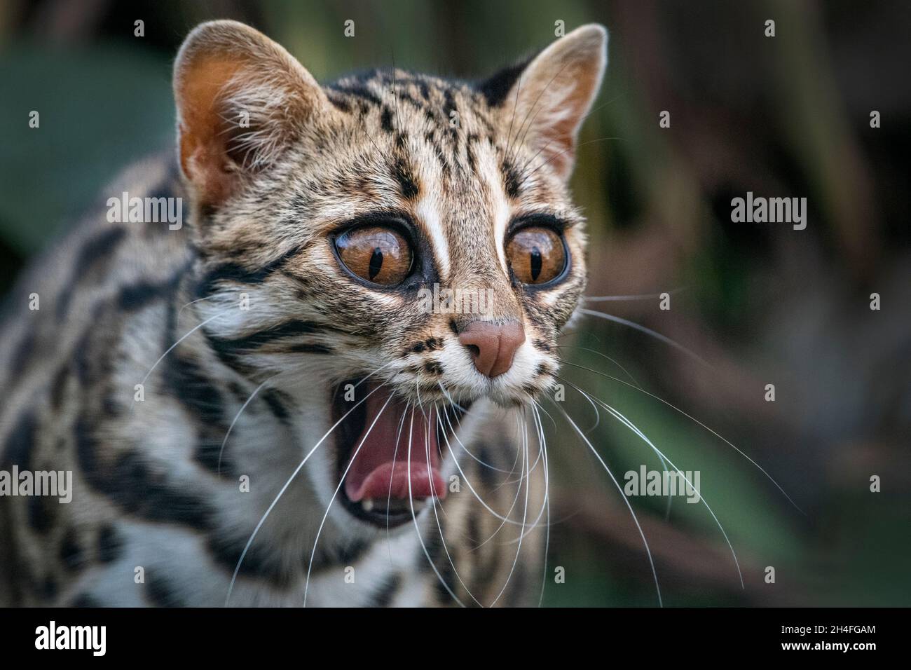 Asiatische Leopardenkatze (Prionailurus bengalensis) Stockfoto