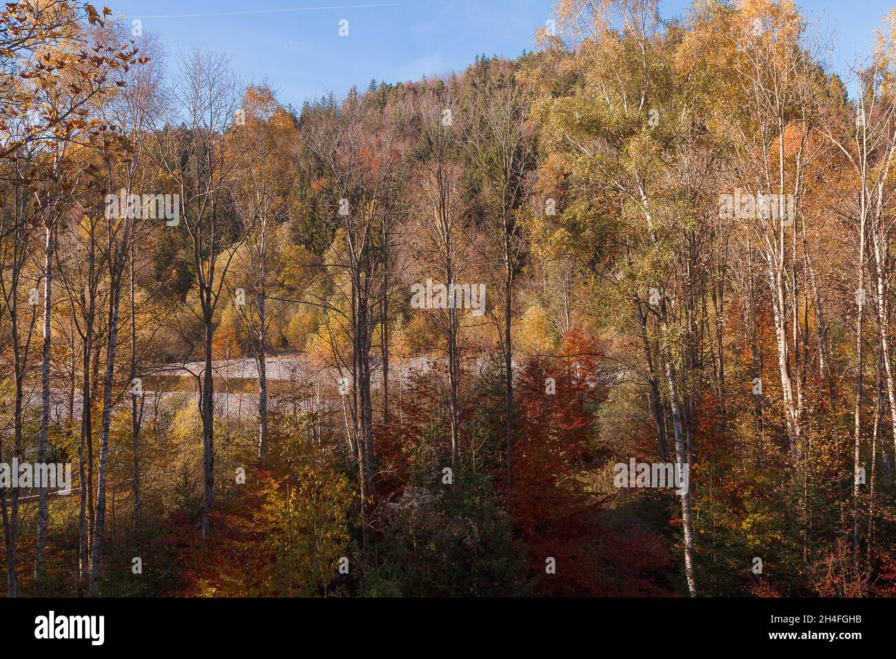 Spätherbstliche Farben eines Auenwaldes in der Nähe des Flusses Lech Stockfoto