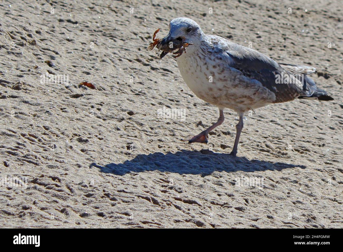 Möwe am Strand mit einer Krabbe im Mund, Espanho, Portugal. Stockfoto