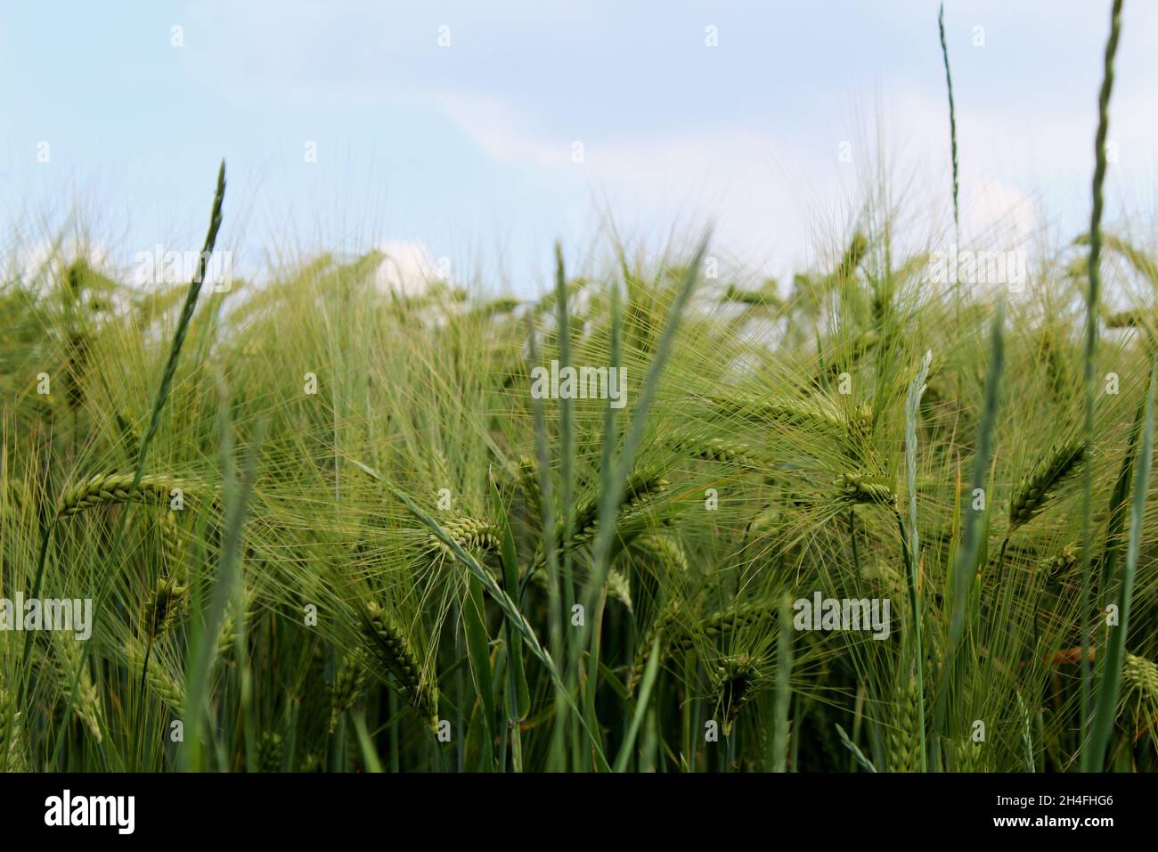 Triticale Feld (Getreideanbau) in Heiden, NRW, Deutschland. Stockfoto