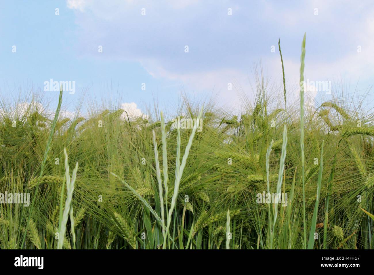 Triticale Feld (Getreideanbau) in Heiden, NRW, Deutschland. Stockfoto