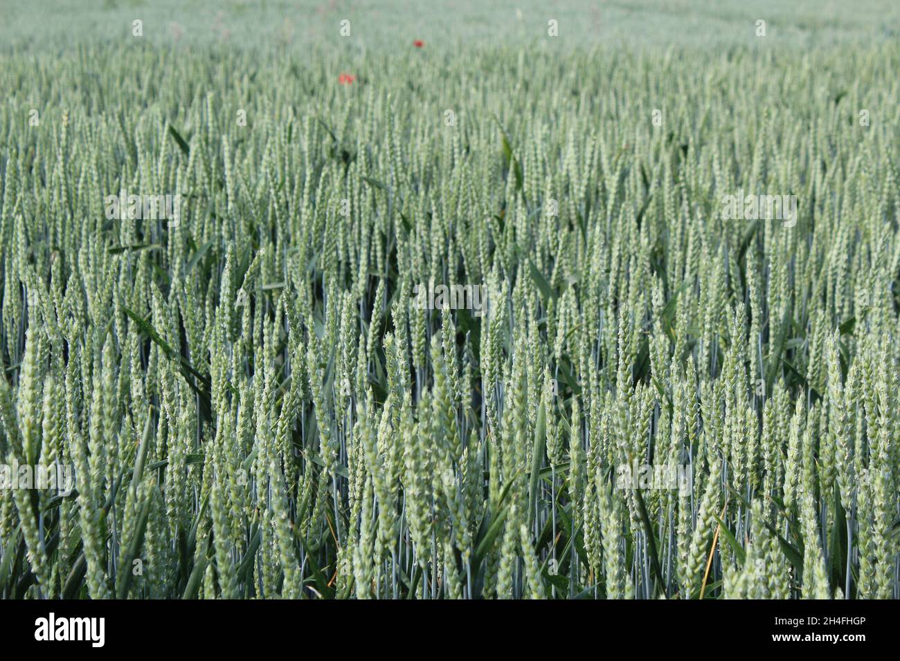 Unreifer Winterweizen, der noch blau-grün ist, auf einem Feld in Heiden, NRW, Deutschland. Stockfoto