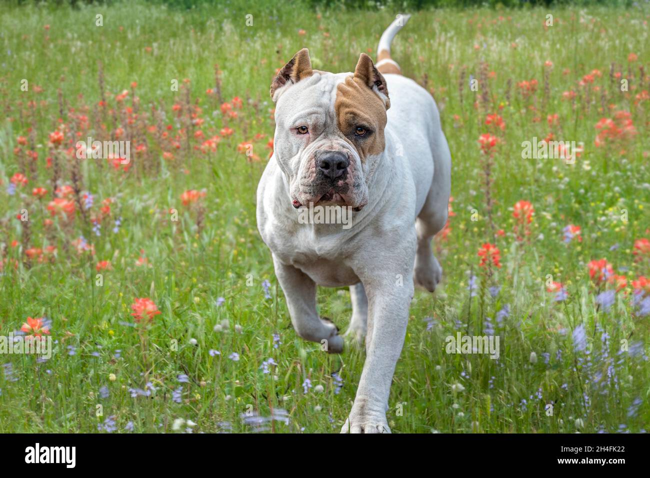 Die große amerikanische Pit Bull Terrier Hündin läuft uns auf einer Wildblumenwiese zu Stockfoto