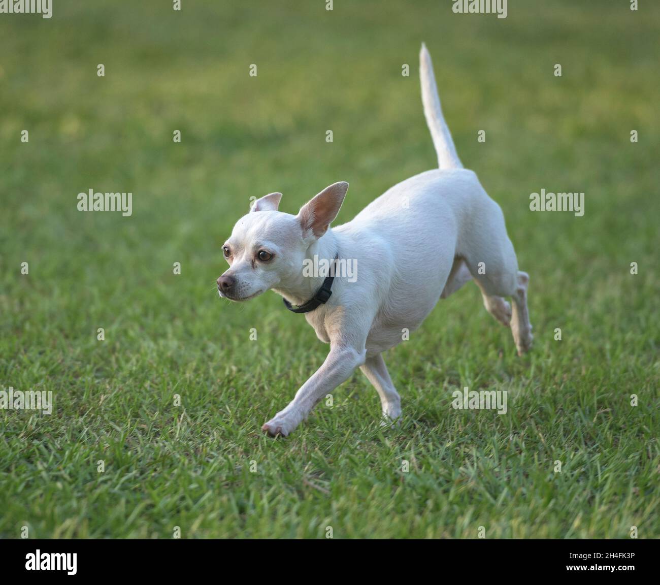 Chihuahua Hund läuft auf grünem Rasen Stockfoto