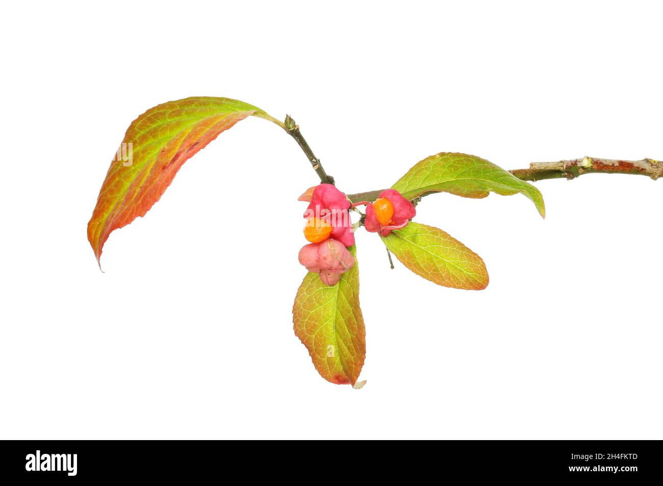 Herbstliche Farben in Blättern und Samen der europäischen Spindel, Euonymus europaeus, isoliert gegen Weiß Stockfoto