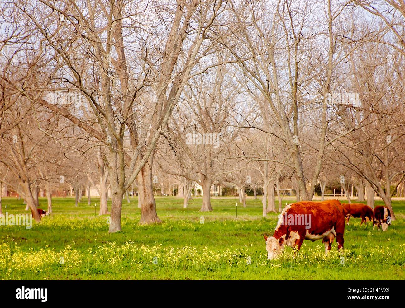 Hereford-Rindsrinder (Bos taurus taurus) grasen auf einer Weide, 18. März 2010, in Grand Bay, Alabama. Stockfoto