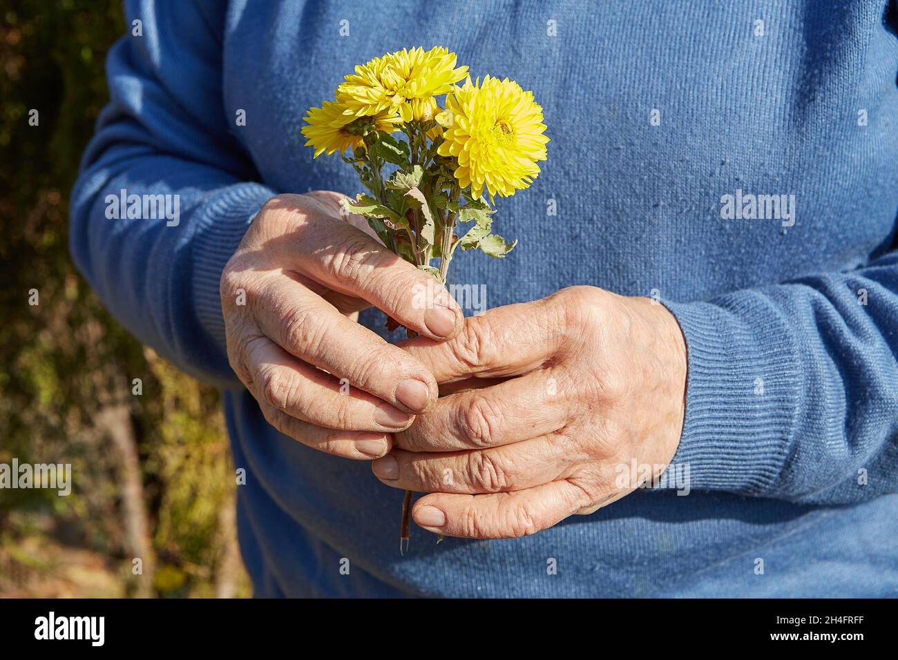 Hände einer älteren Frau mit gelben Chrysanthemen. Gearbeitete Hände. Stockfoto