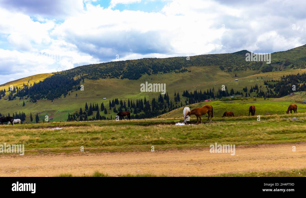 Berglandschaft mit mehreren Pferden, die ruhig im Gras grasen, ohne irgendetwas zu stören; zwei der Pferde trinken Wasser aus einem Teich Stockfoto