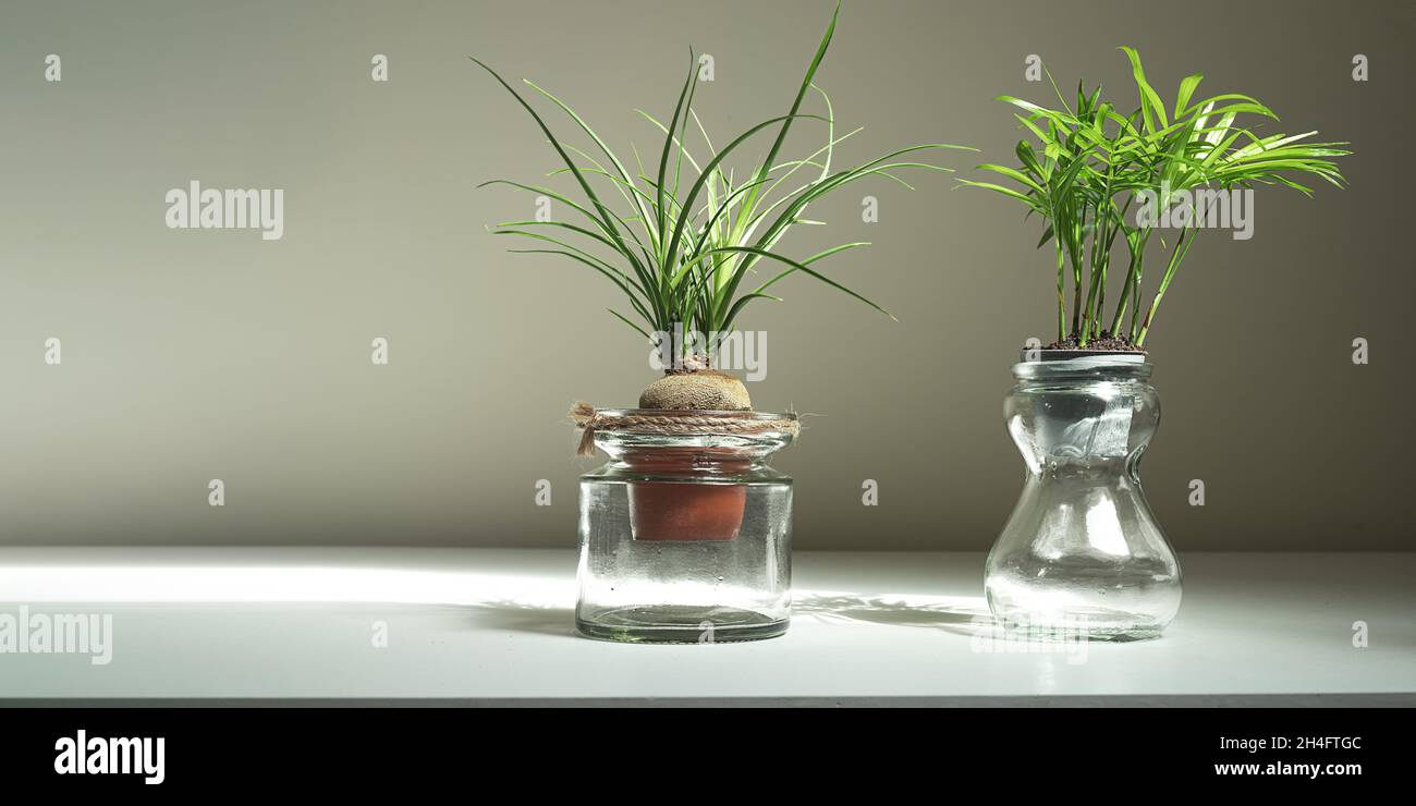 Mini-Pflanzen von beaucarnea recurvata und chamaedorea in Gläsern auf einem weißen Tisch, Home-Garten-und Dekorationskonzept Stockfoto