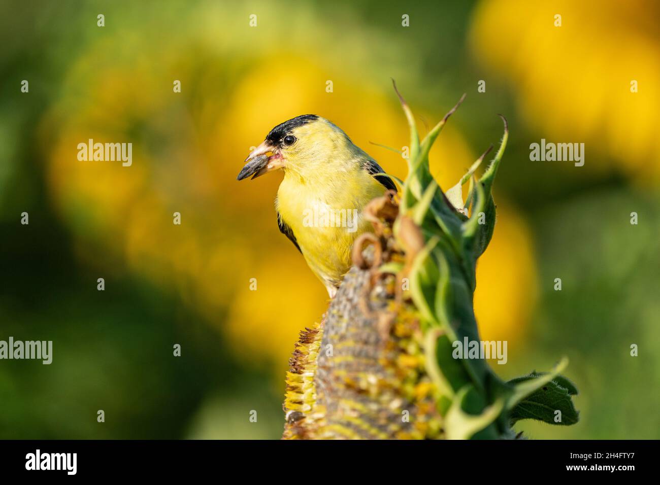 Leuchtend gelber amerikanischer Goldfinch, der auf Sonnenblumenkernen thronte. Stockfoto