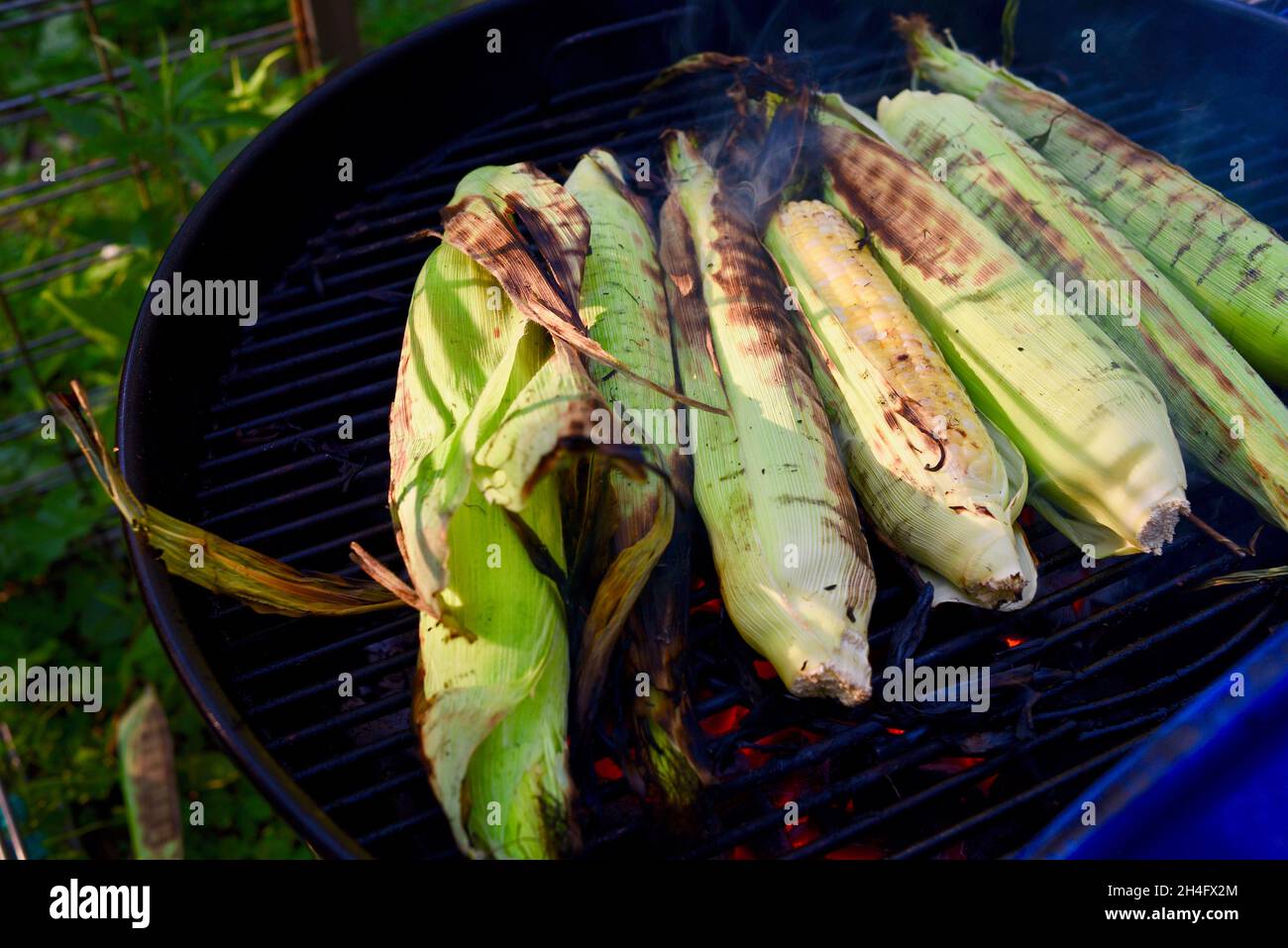 Ein Sommergenuss, frisch geernteter Vollohrsüßer Mais mit Schalen, die draußen gegrillt werden, Kochen in Schalen, um Feuchtigkeit zu bewahren, Hammond, MN, USA Stockfoto