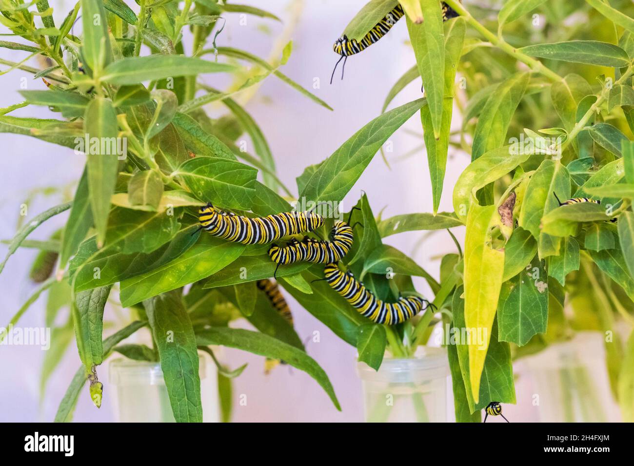 Mehrere fette Monarch-Raupen, die sich von Milchkraut ernähren, drinnen in einem Schmetterlingskäfig. Kansas, USA. Stockfoto