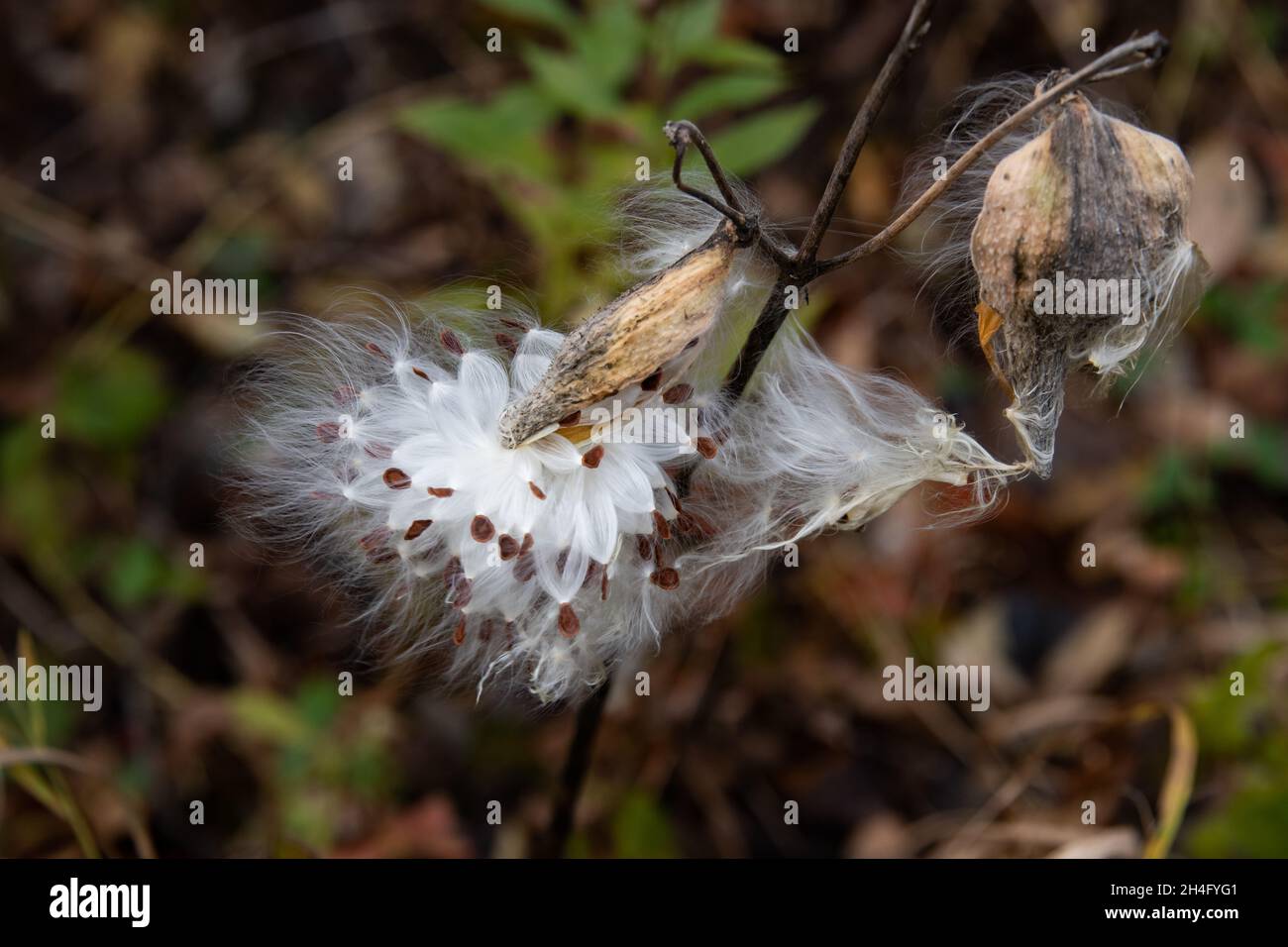 Eine gewöhnliche Milchkrautpflanze, Asclepias syriaca, Samenschote oder Follikel, die aufplatzt, um Samen im Wind in den Adirondack Mountains, NY, zu verbreiten Stockfoto