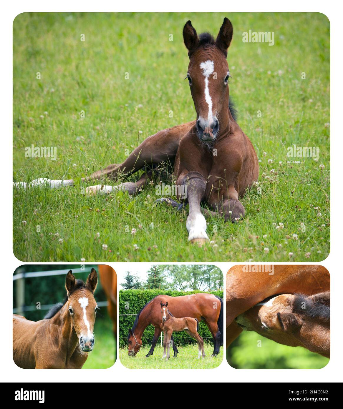 Collage aus neugeborenem Fohlen mit Stute Stockfoto