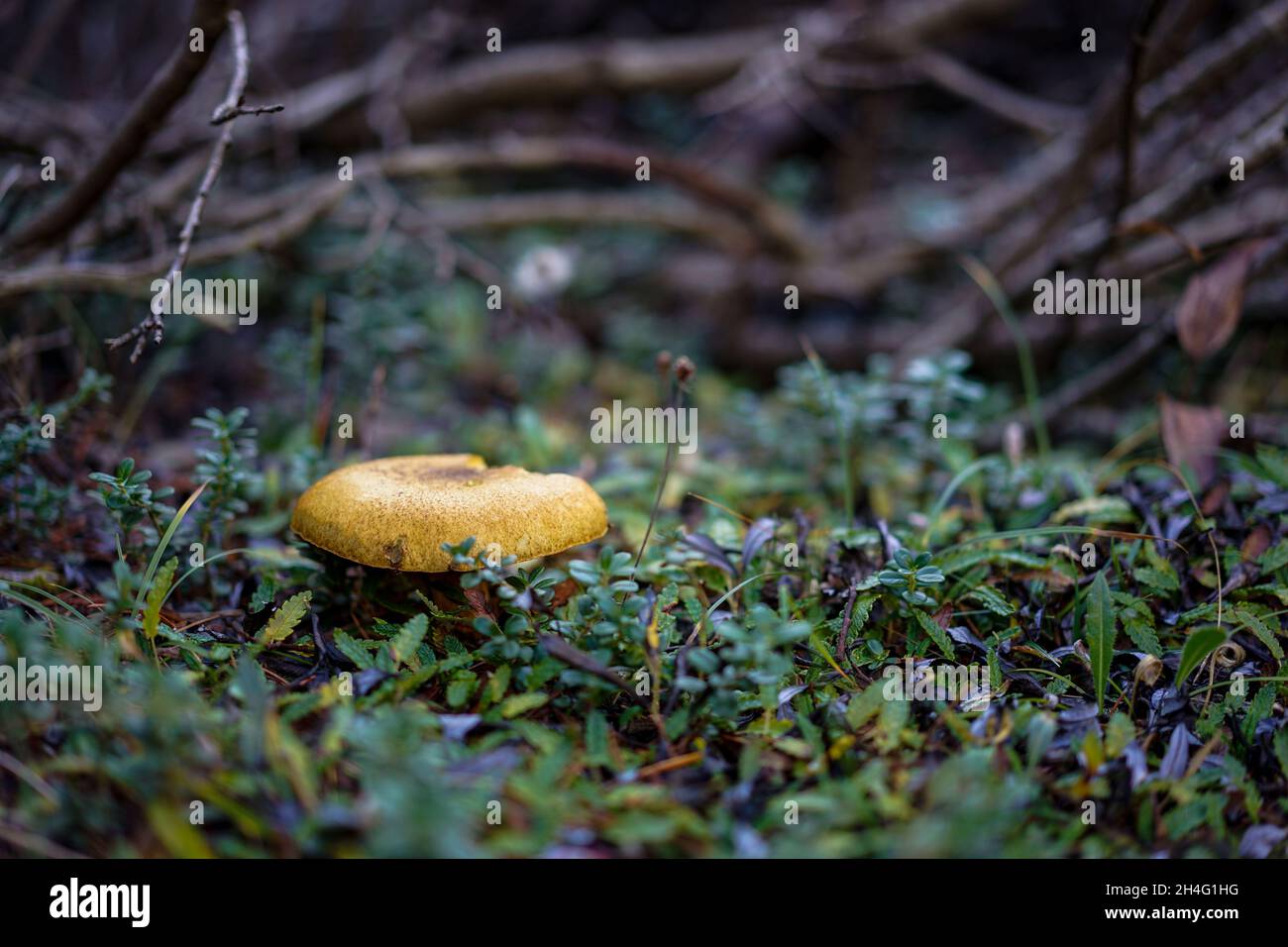 Pilz Stockfoto