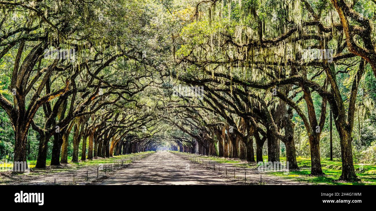 Straße Durch Wormsloe Stockfoto