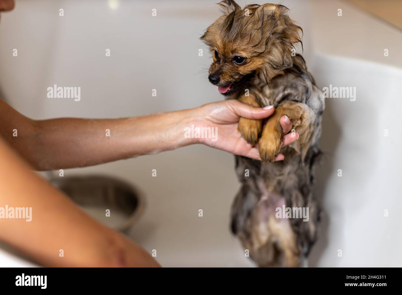 Die Hände des Besitzers putzen das Haustier in einem weißen Bad, das glückliche Tier sieht die Person mit großer Liebe an Stockfoto