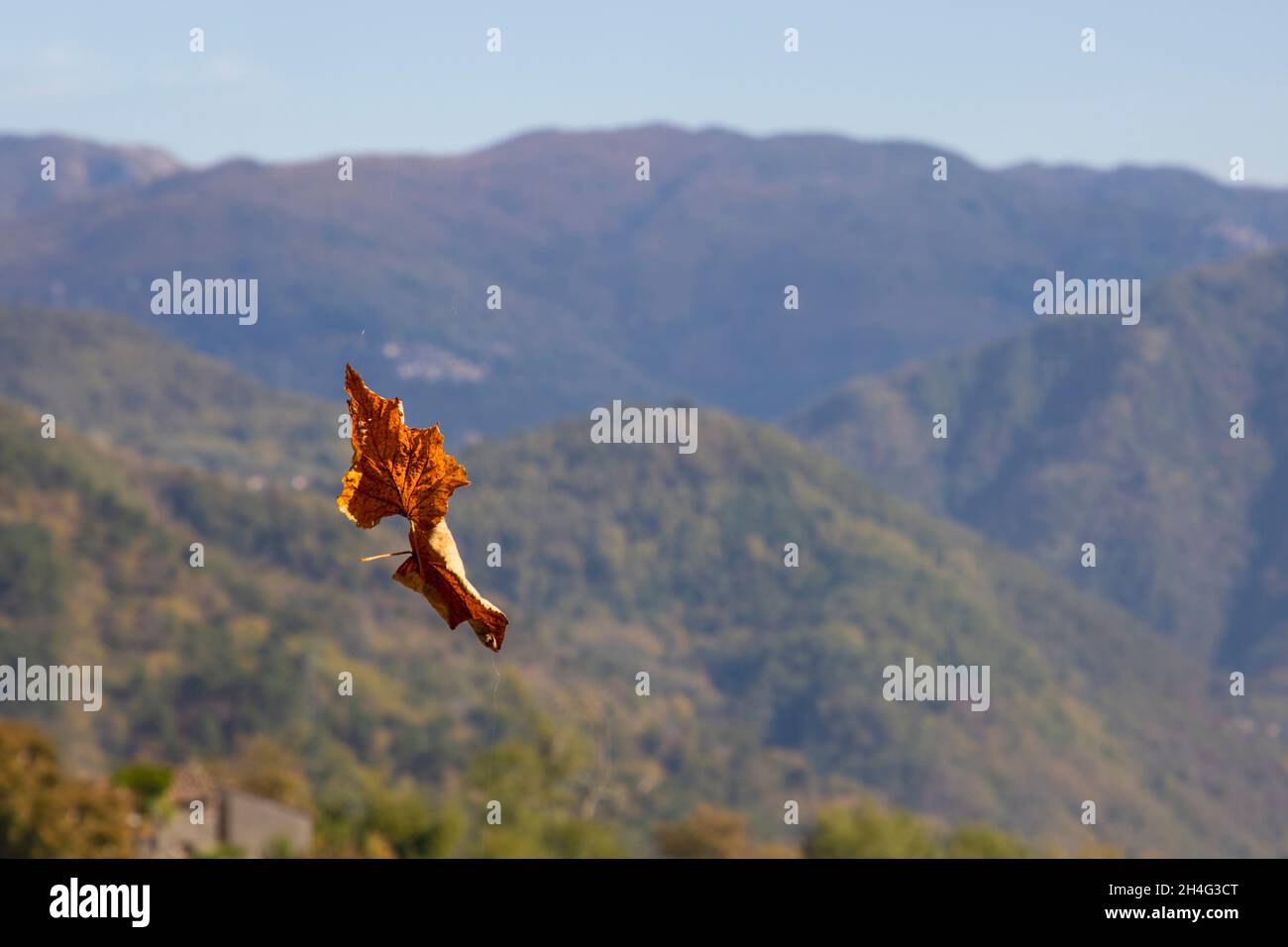 Zwei miteinander verbundene gelbe Herbstahornblätter fliegen vor dem Hintergrund einer Berglandschaft Stockfoto