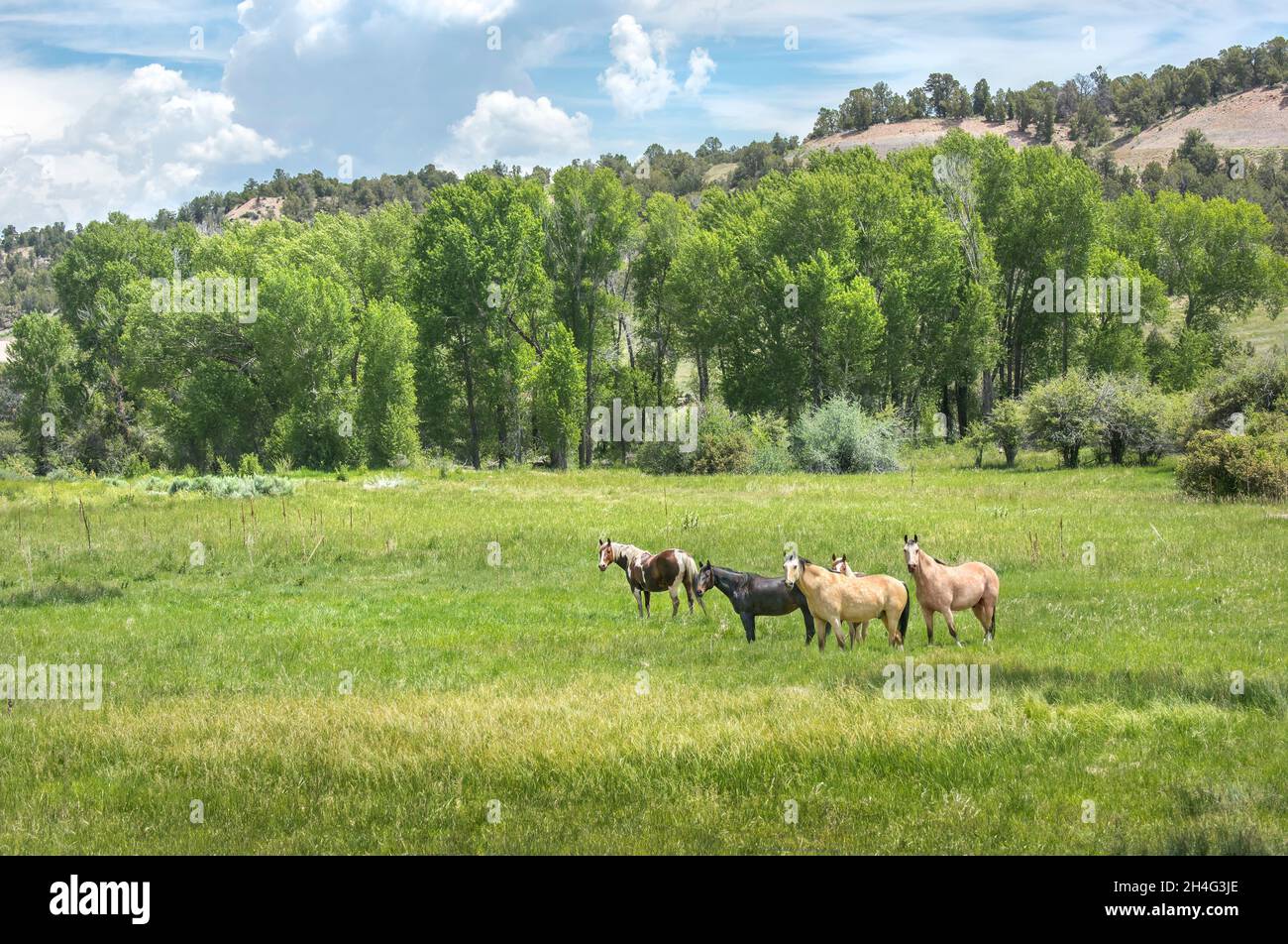 Quarter Horses in Scenic Mountain Alp, Durango, Colorado Stockfoto