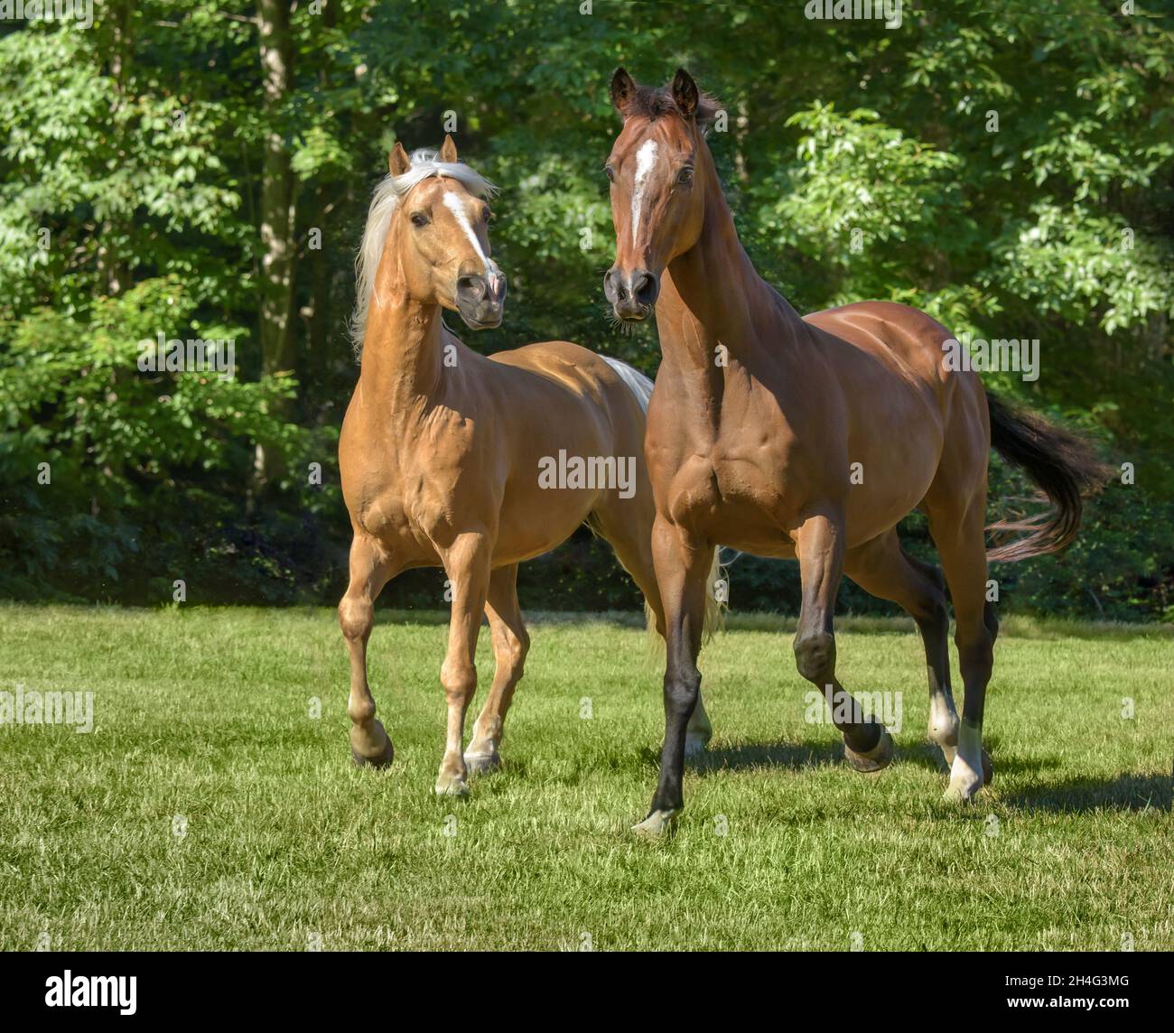 Vollblut und Tennessee Walking Horse Wallache Stockfoto